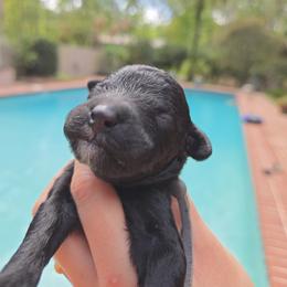 Mr. Richard - Black male Poodle puppy in Gainesville, Florida from Alyssa Xxweetdoodles