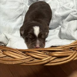 Biscuit - Wolf sable male Pomsky puppy in Avoca, Michigan from Repurposed Paradise Farm