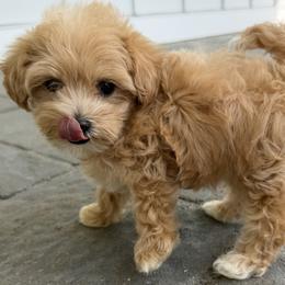 Maltipoo puppies from Historic triangle doodles