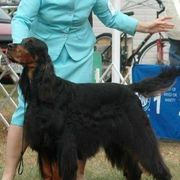 Gordon Setter All Grown Up from Gail Godding's Gordon Setters