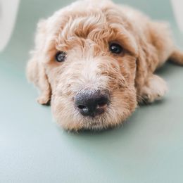 Goldendoodle, Labradoodle, and Poodle Puppies from Noble Friend Breeders LLC