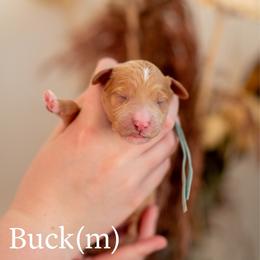 Buck - Apricot male Goldendoodle puppy in Acton, Maine from Silver Pines Pups