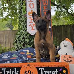 Ember - Mahogany female Belgian Malinois puppy in Conover, North Carolina from Rose Kennels
