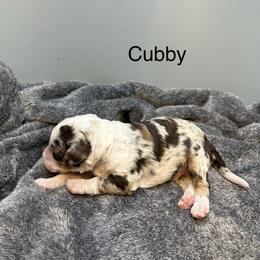 Cubby - Chocolate merle male Bernedoodle puppy in New Ringgold, Pennsylvania from Hawk Mountain Doodles