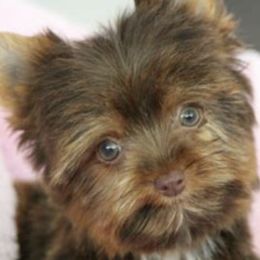 Aubrey - Yorkshire Terrier