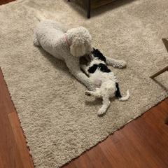 Goldendoodle Puppies from Crystal Coast Cuddles