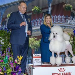 Poodle All Grown Up from Savicah Poodles