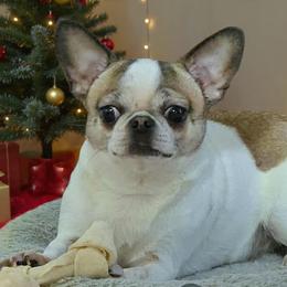 Chihuahua puppies from Snowy Mountains Chihuahua