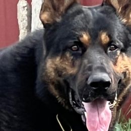Brownie - German Shepherd