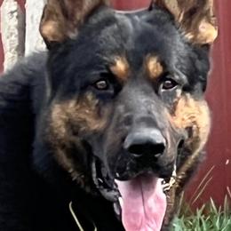 Brownie - German Shepherd