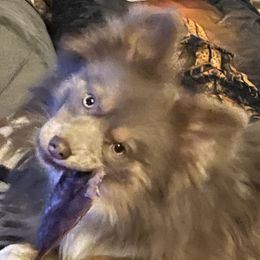 Teddy - Pomsky