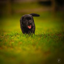 Girl 4 - Black female Labrador Retriever puppy in Amesbury, Massachusetts from Fox Hill Farm & K9