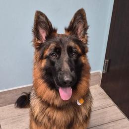 Blondie - German Shepherd