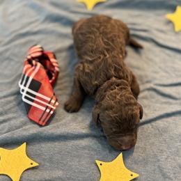 Glover - Chocolate male Goldendoodle puppy in Camden, North Carolina from Oopsie Doodles of NC
