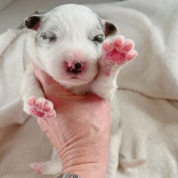 Casper - Border Collie puppy from Bluewater Border Collies