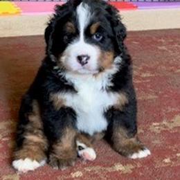 Bernese Mountain Dog Puppies from Bernese Mountain Dogs Pups European Bloodlines