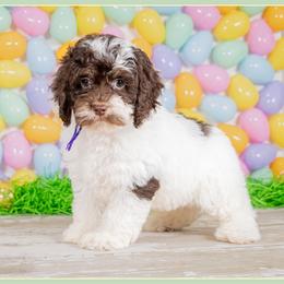 Ciara - Brown and white female Cockapoo puppy in Connersville, Indiana from Deaz Doodle Ranch