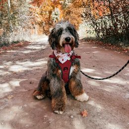 Millie - Bernedoodle