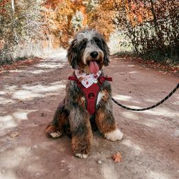 Millie - Bernedoodle