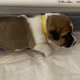 Golden Retriever and Jack Russell Terrier Puppies from Shelby Burleson's Golden Retrievers and Jack Russell Terriers