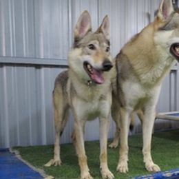 Czechoslovakian Vlcaks from Acting K9 Services