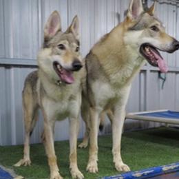 Czechoslovakian Vlcaks from Acting K9 Services