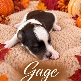 Gage - Parti male Miniature Schnauzer puppy in Sylvania, Georgia from Southern Sky Miniature Schnauzers