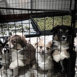 American Corgis, Australian Shepherds, Miniature Australian Shepherds, and Pembroke Welsh Corgis from Fluffy Butt Acres