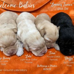 Bugs Bunny - Yellow male Labrador Retriever puppy in Eaton Rapids, Michigan from Higher Ground Labradors
