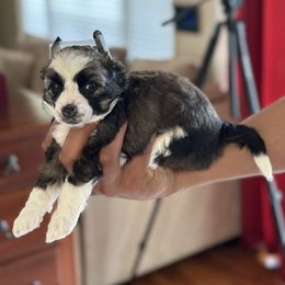 Chinese Crested Puppies from Fairwinds