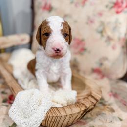 Winslow - Red  male Goldendoodle puppy in Sulphur, Louisiana from Curly Q’s Of Carlyss