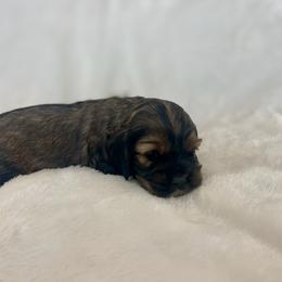 Cocker Spaniel Puppies from Jennifer Dees