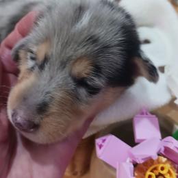 Kaleidoscope (Blue Girl 4) - Blue merle white and tan female Collie puppy in Nunn, Colorado from Kingsgift Collies