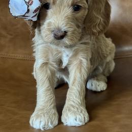 Victory - Cream female Goldendoodle puppy in Escalon, California from Miley&Co.