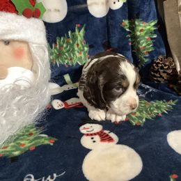 Boy 1 Green collar - English Springer Spaniel puppy from Stratton Spaniels