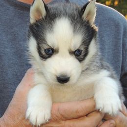 Pomsky and Siberian Husky Puppies from Beastly Beauties Huskies & Pomskies