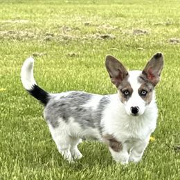 American Corgi, Cardigan Welsh Corgi, and Pembroke Welsh Corgi Puppies from Enok Corgis