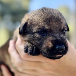 Sunshine - Sable female German Shepherd puppy in Sonora, California from Elite Haus K9