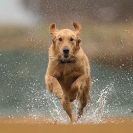 Golden Retriever puppies from Revival Retrievers