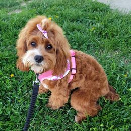 Beth - Cavapoo