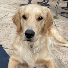 June - Golden Retriever