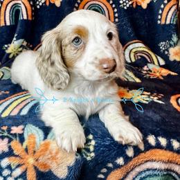 Dachshund Puppies from 2 Knights Doxies