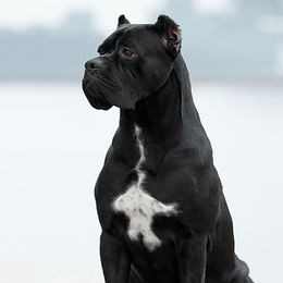 Cameron - Cane Corso