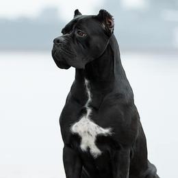 Cameron - Cane Corso