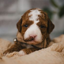Gray Collar Harmony - Parti male Goldendoodle puppy in Newport Beach, California from High Desert Doodles