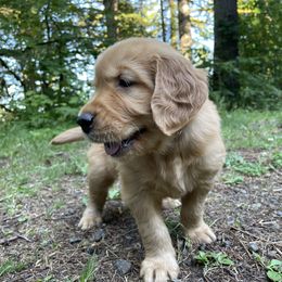 Golden Retriever Puppies from Anna's Golden Retrievers