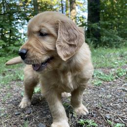 Golden Retriever Puppies from Anna's Golden Retrievers