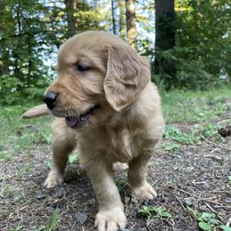 Golden Retriever Puppies from Anna's Golden Retrievers