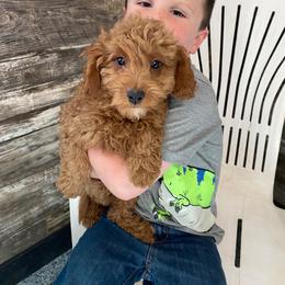 Tucker - Red  male Goldendoodle puppy in Hillsdale, Michigan from My Buddy Ol’ Paws
