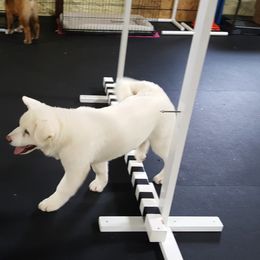 Akita Puppies from Mayoke Akitas